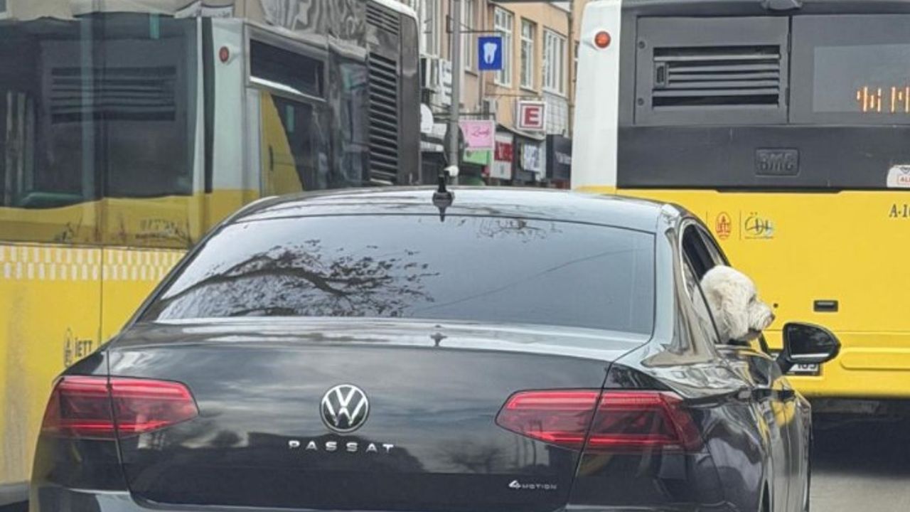 Hilmi Türkmen’den çarpıcı iddia: “Makam aracı artık köpeğe hizmet ediyor”