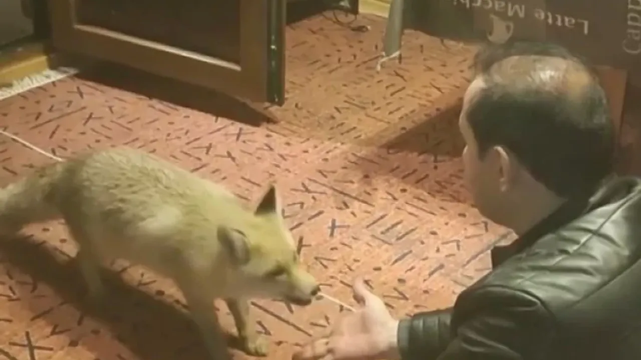 Tercan’da Sıra Dışı Dostluk: Tilkiyle Kurulan Güven Hikâyesi