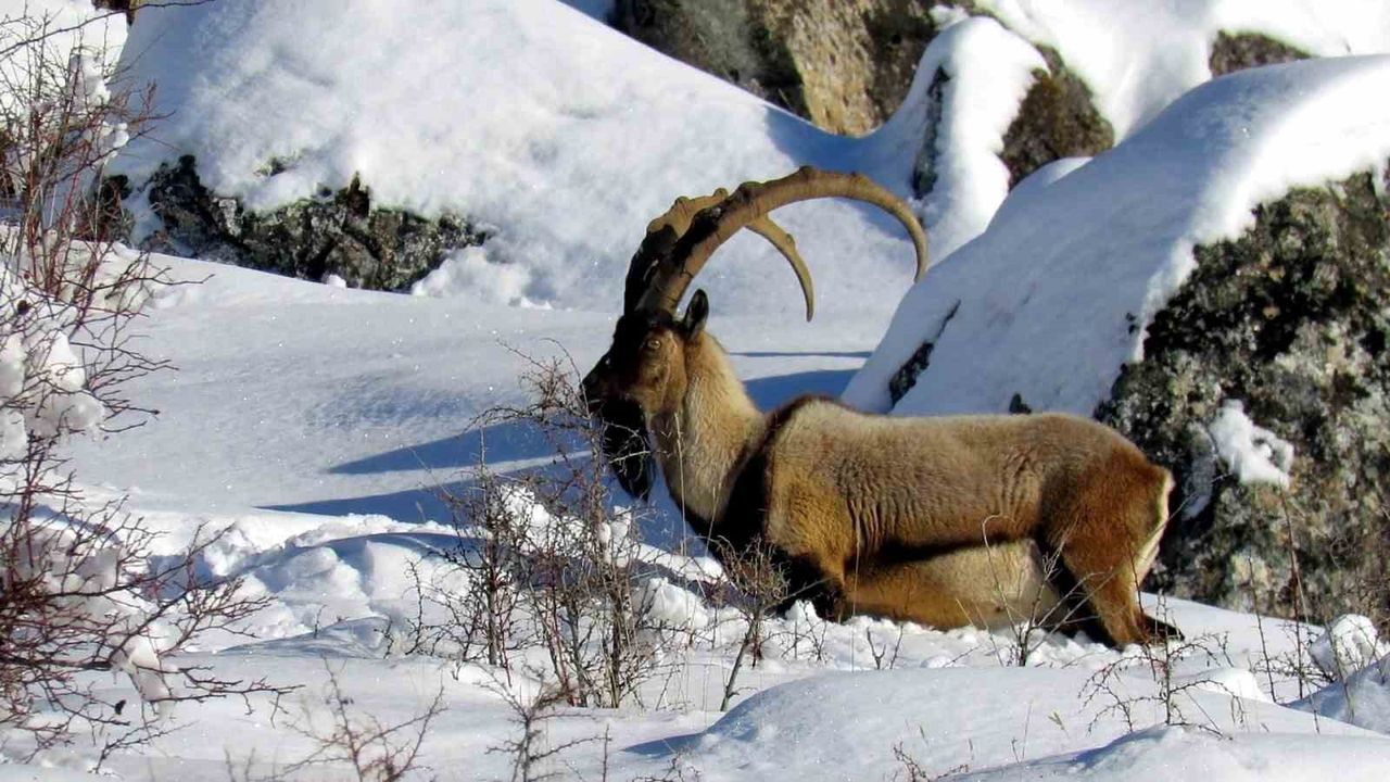 Yaban Keçisi Popülasyonu Artış Gösterdi
