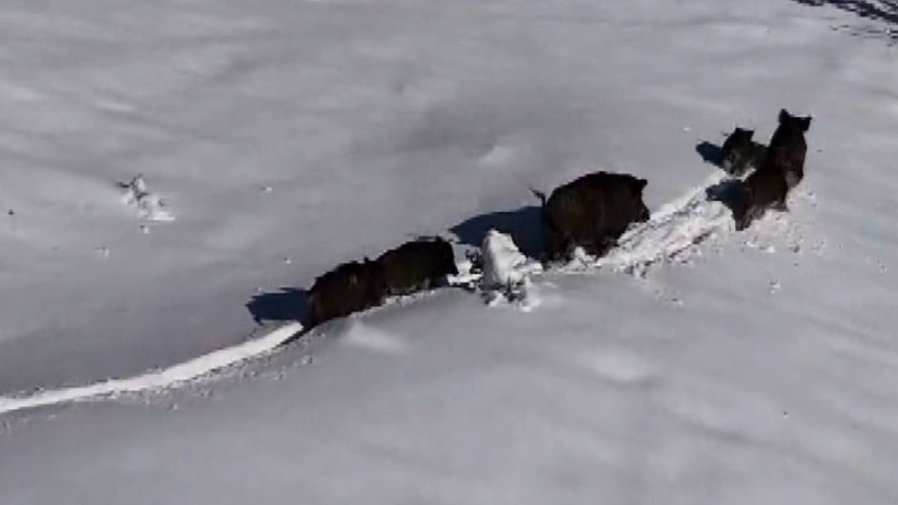 Karlı Arazide Yaban Hayatının Zorlu Mücadelesi