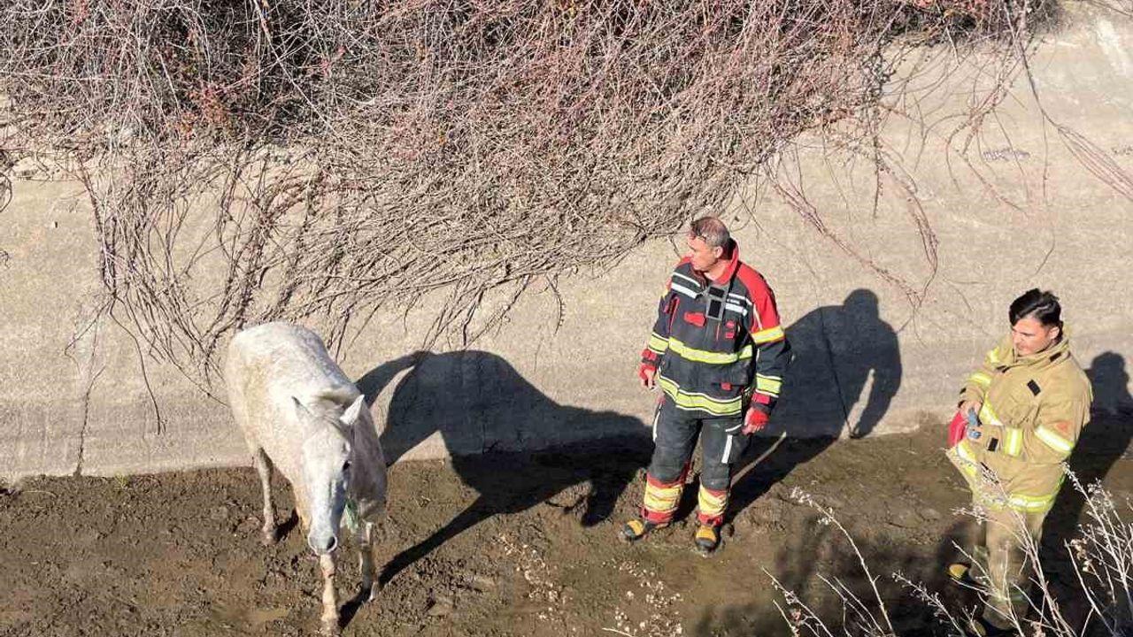 İtfaiyeden At Kurtarma Operasyonu
