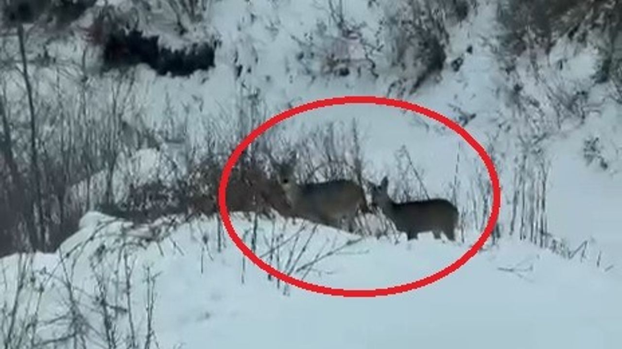 Akdağ’da Karacalar Kameraya Yansıdı: Doğal Yaşam Güzelliği Büyüledi