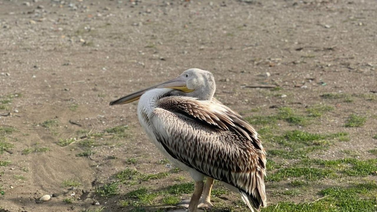 Atakum Sahilinde Pelikan Sürprizi
