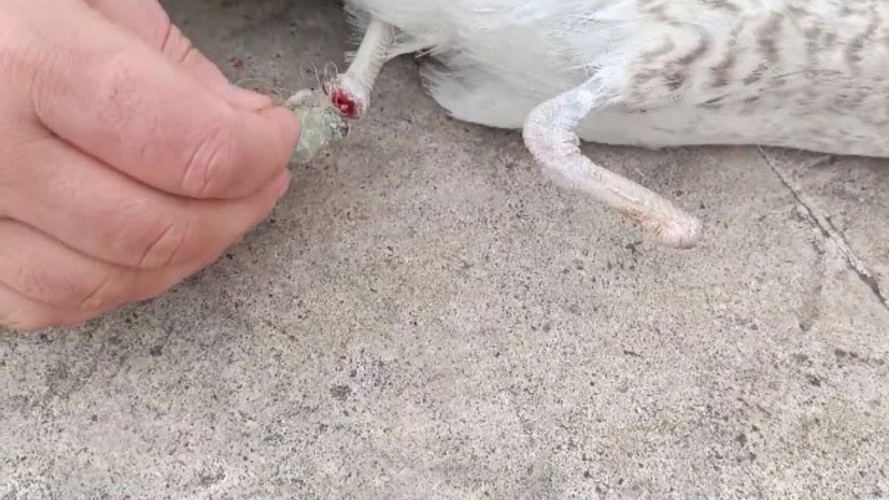 Bir ayağı ampute, bir ayağı misinaya dolandı: Pendik'te martının kurtarılma anı kameralarda