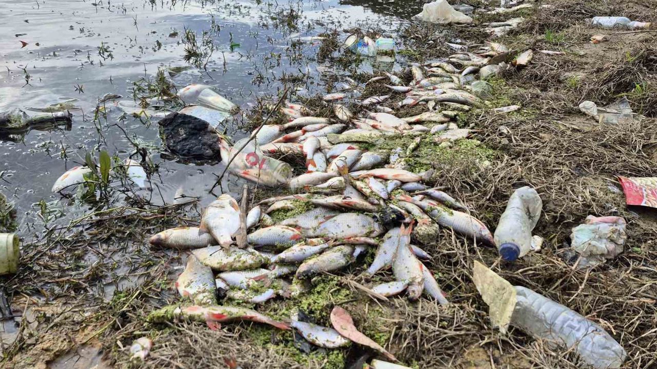 İstanbul’da Ekolojik Alarm: Gölette Toplu Balık Ölümleri