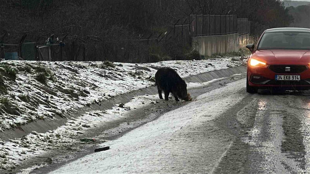 Soğuk Hava Yaban Domuzunu Şehre İtti: İstanbul’da Sıradışı Görüntü