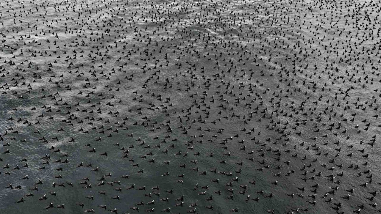 Karabatak kuşları İstanbul Boğazı'nda bir araya geldi