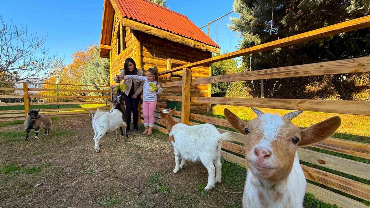 Keçi, ördek, tavuk, tavşan: Hepsinin görevi 'Çok özel'