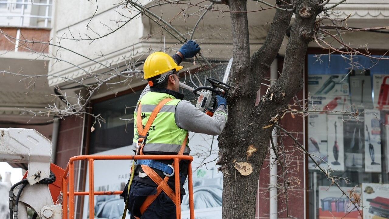 Budanan Ağaçlar Isıtıyor: 522 Haneye Yakacak Yardımı
