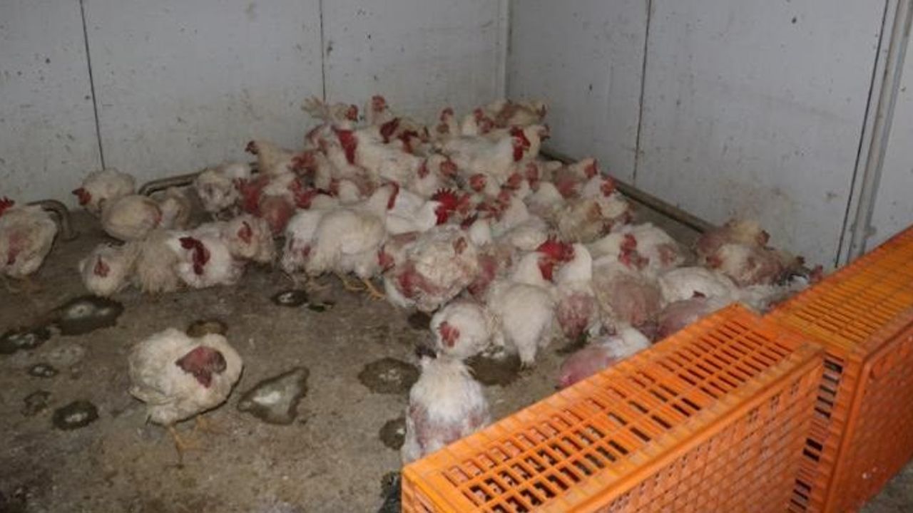 Taraklı’da mevzuata aykırı tavuk çiftliğine biyogüvenlik kısıtlaması