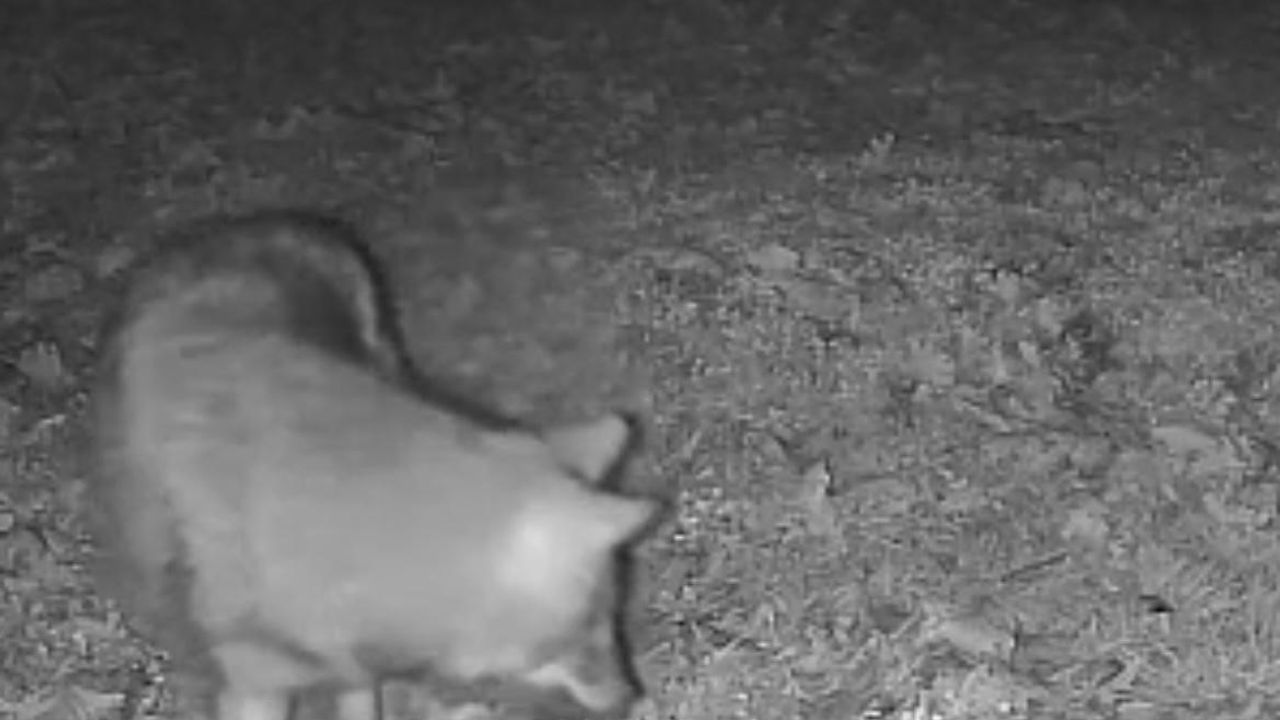 Gece sessizliğinde sürpriz misafir: Terkos Gölü'nde kurdun görüntüsü kaydedildi