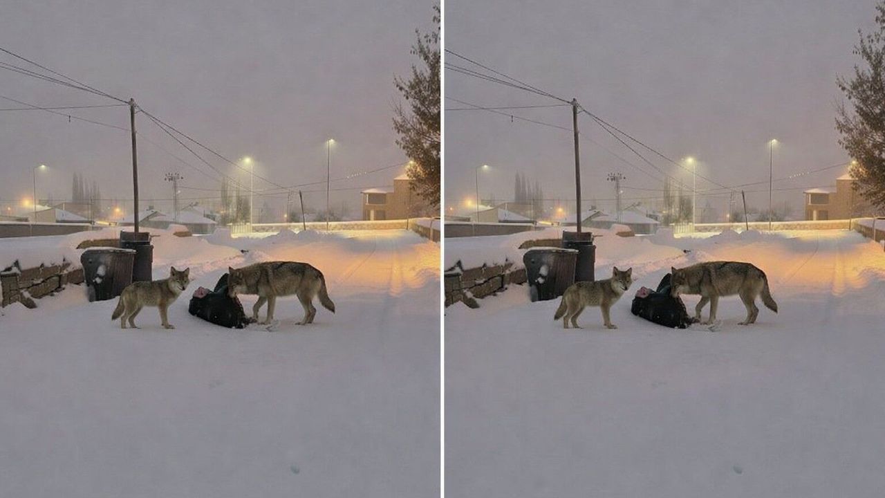 Ağrı’da karla birlikte kurtlar mahalleye indi, vatandaşlar tedirgin