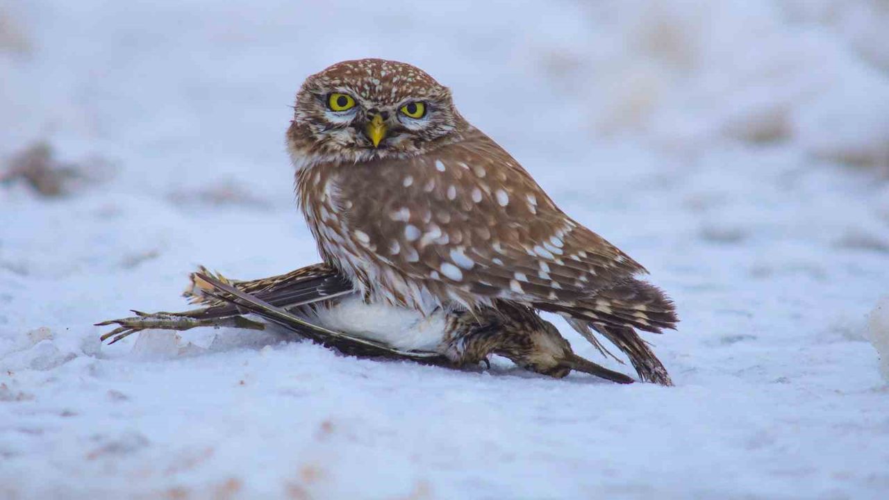 Soğuklar davranışları değiştirdi: Gececi yırtıcı gündüz avlanırken görüntülendi