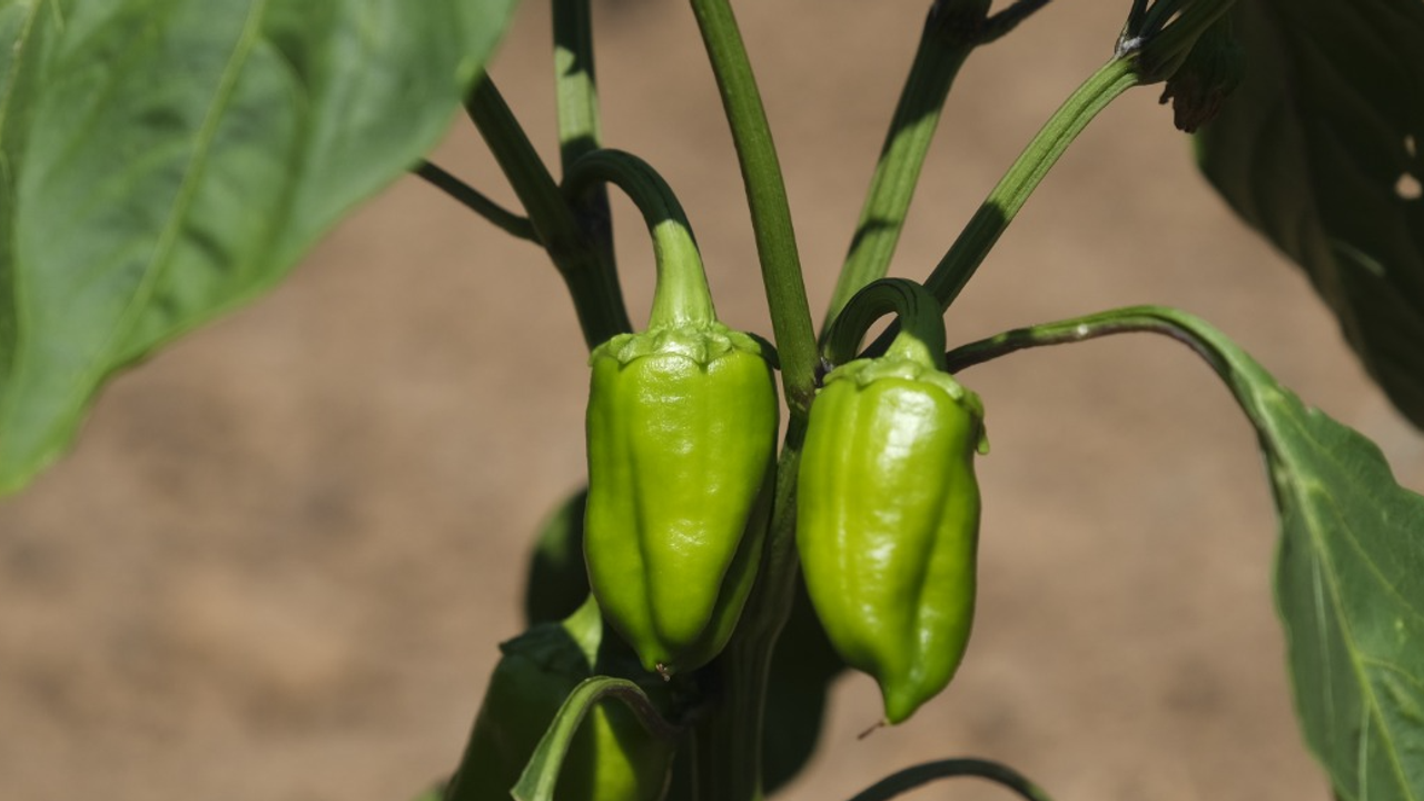 İzmit’in Bereketli Toprakları Fabrika Gibi Çalıştı