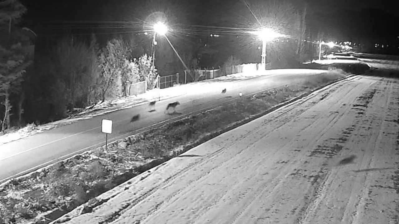 Konya’da kurt sürüsü şehir yolunda görüntülendi: Vatandaşlara uyarı yapıldı