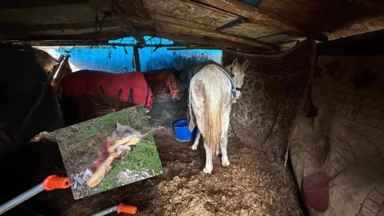 Çalılıklarda Saklanan Kemikler Gizli At Mezbahasını Ortaya Çıkardı