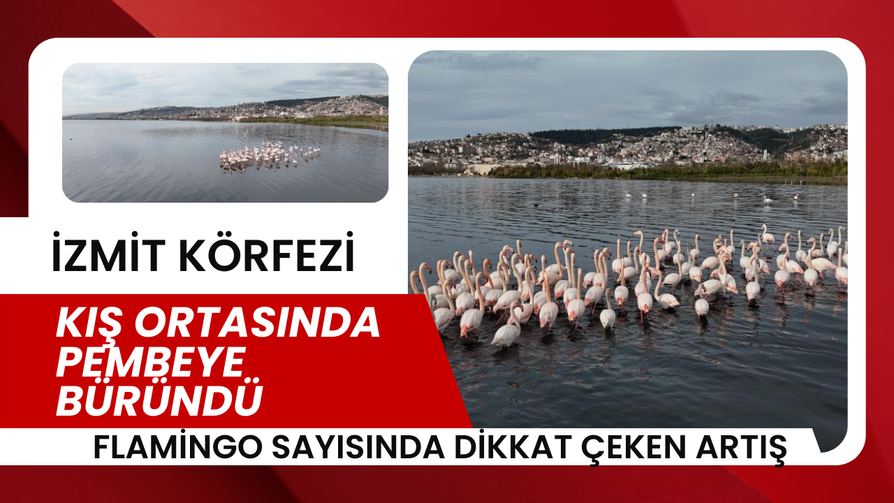 İzmit Körfezi Kış Ortasında Pembeye Büründü