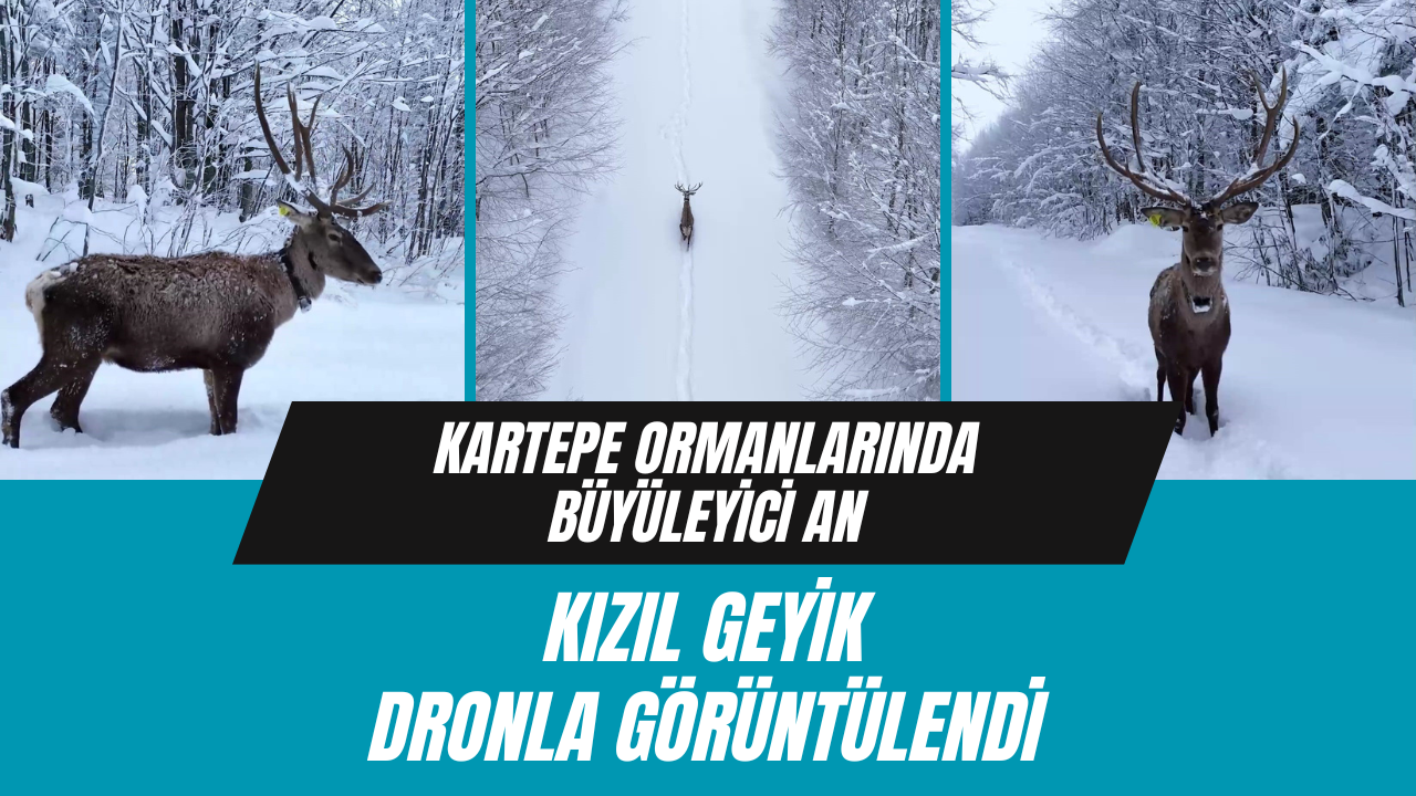Kartepe ormanlarında büyüleyici an: Kızıl geyik dronla görüntülendi