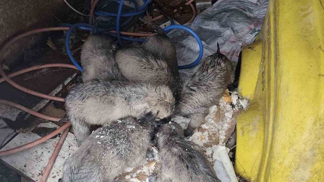 Yol kenarında yürek sızlatan anlar: Donmak üzere olan yavruları böyle kurtardı