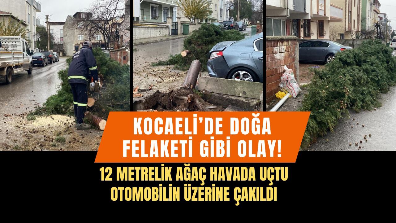 Rüzgarla Söküldü Gürültüyle Yıkıldı! Körfez’de Selvi Ağacı Kökünden Koptu