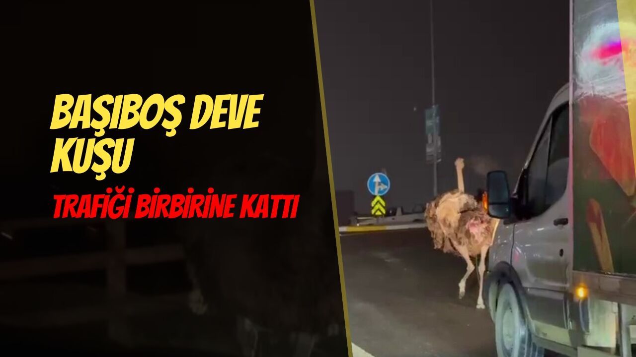 Başıboş deve kuşu trafiği birbirine kattı