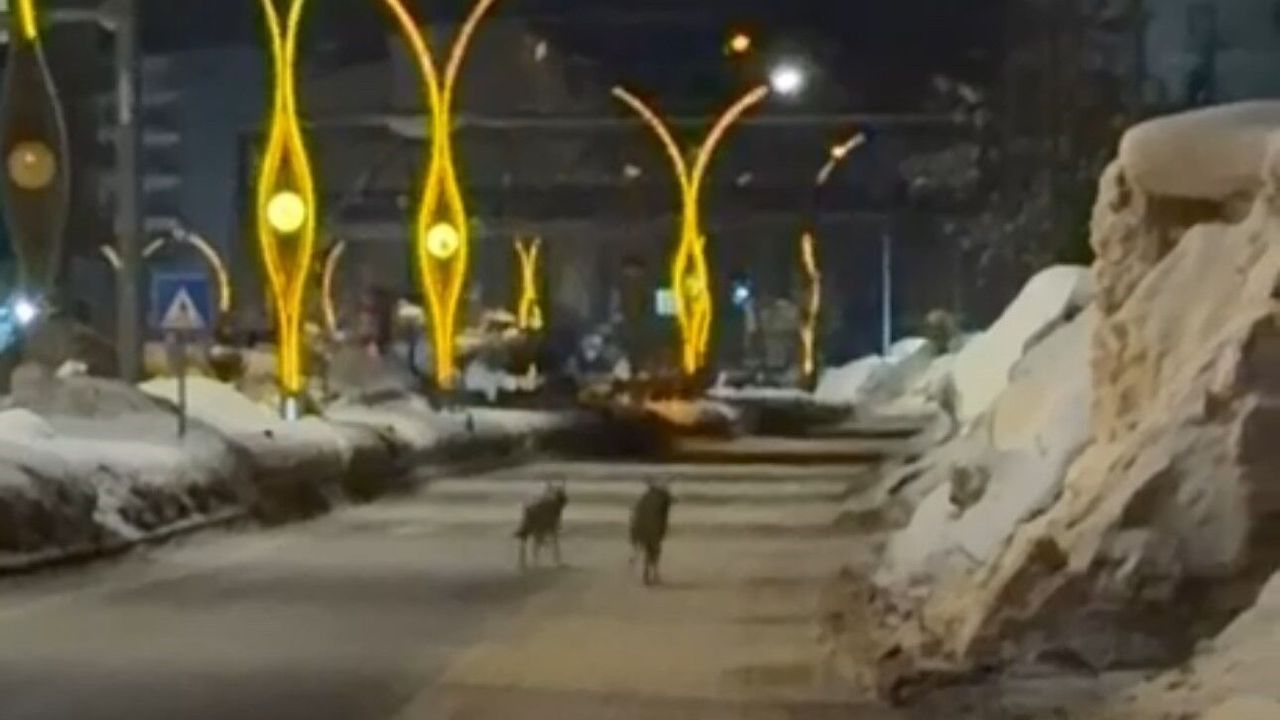 Hakkari Yüksekova’da kurtlar ilçe merkezine indi: Vatandaşlara uyarı