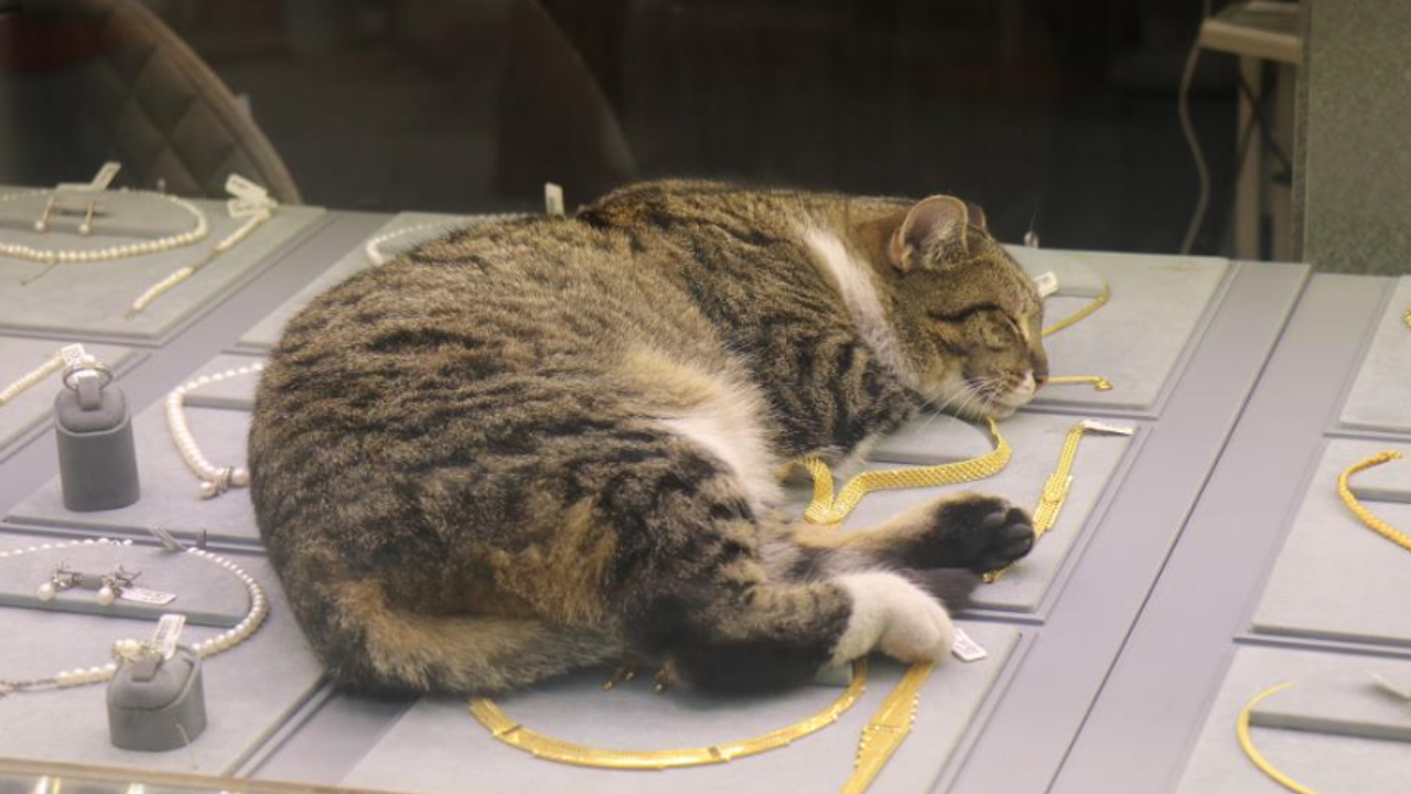 Altınların arasında mesai yapan kedi