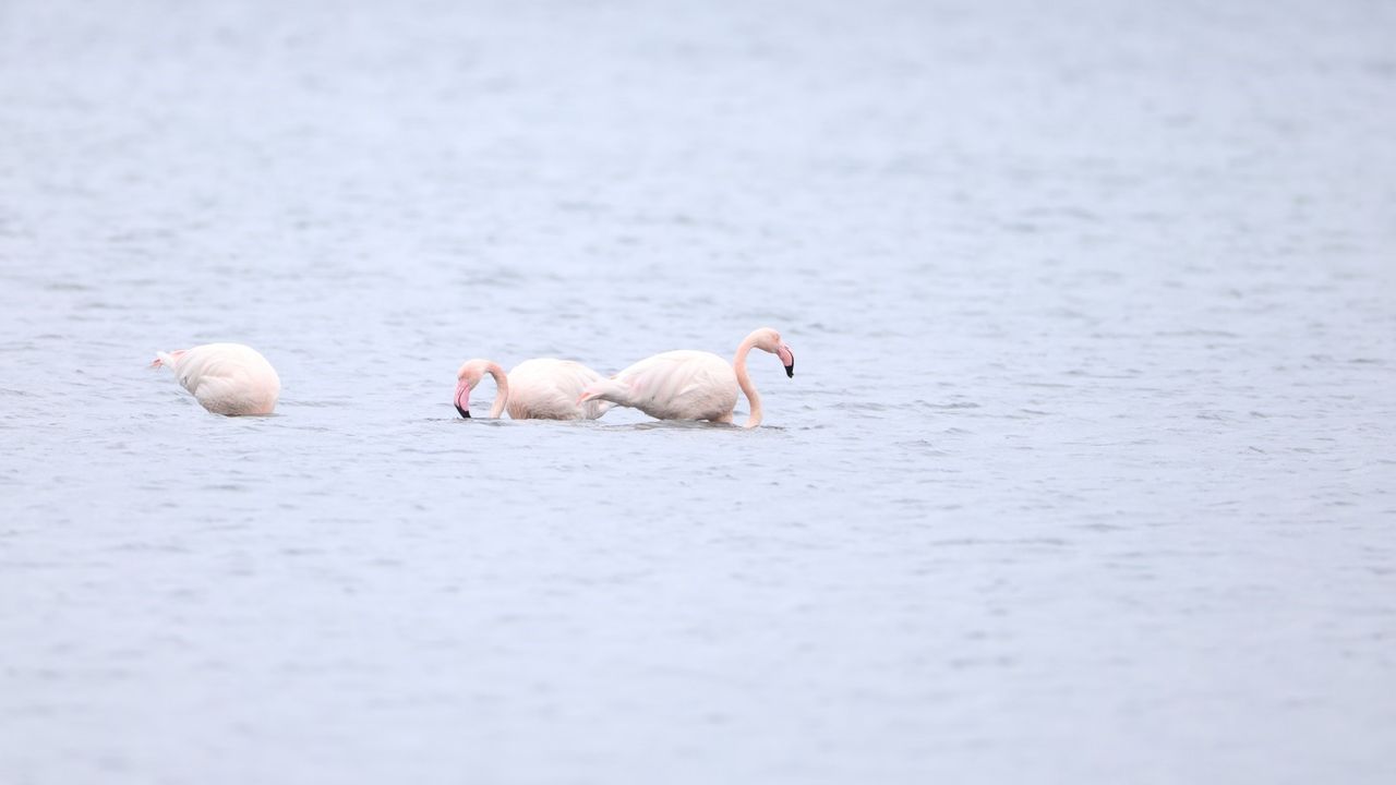 Kocaeli’de 3. Flamingo Şenliği’nde Allı Turna Popülasyonu Sevindirdi