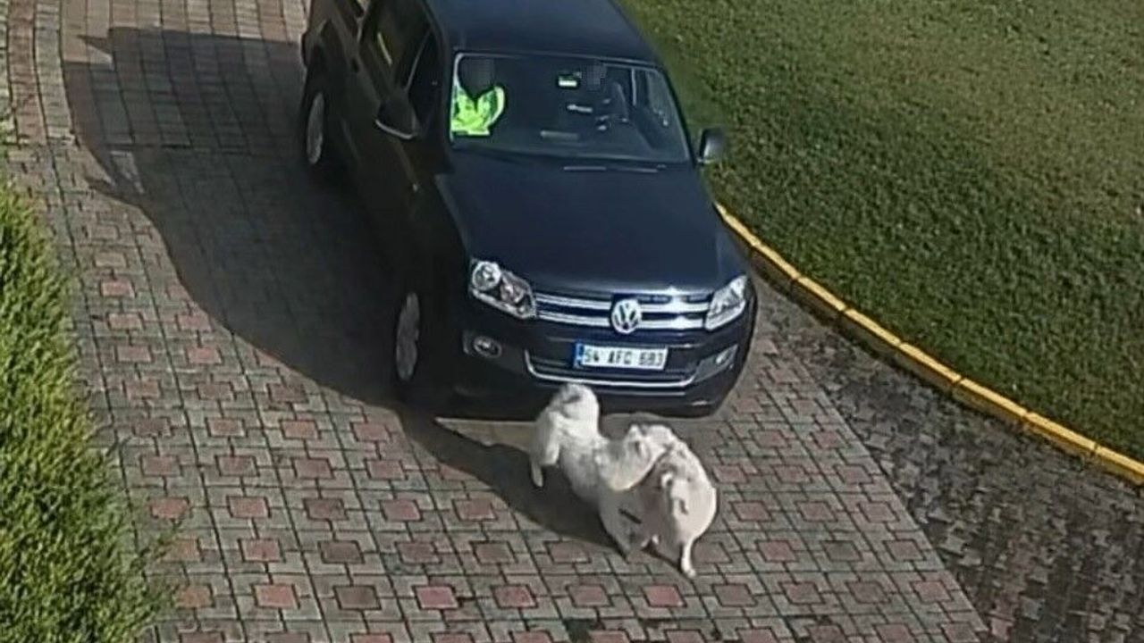 Sakarya Valiliği Bahçesinde Köpek Kazası Kamerada