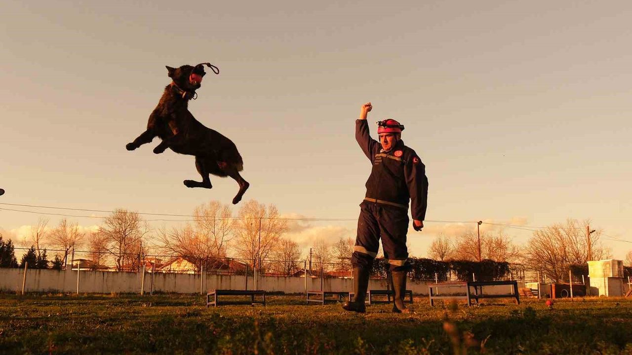 Sakarya itfaiyesinin eğitimli köpekleri operasyonlar için hazır kıta bekliyor