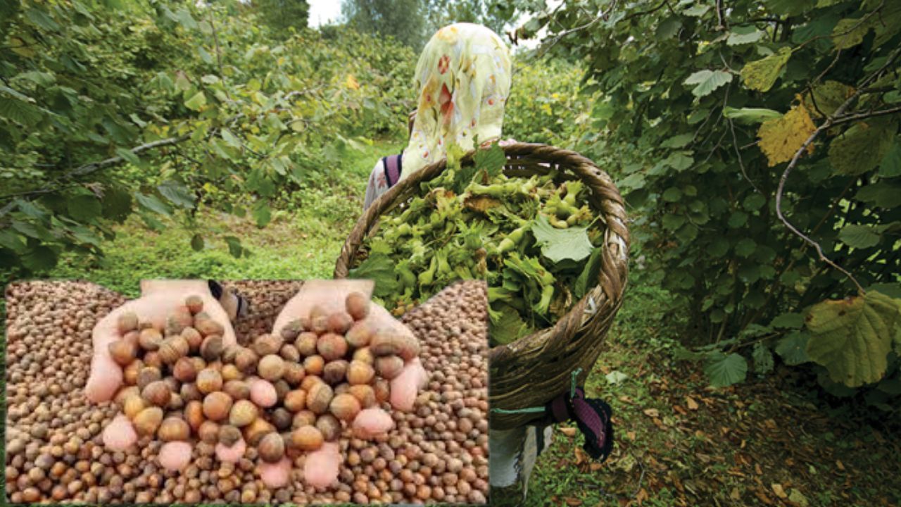 Fındık Piyasasında Soğuk Duş: Kocaeli’de Fiyatlar Sert Fren Yaptı