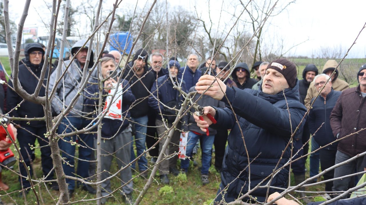 İzmit Belediyesinden Üreticilere Uygulamalı Budama Eğitimi