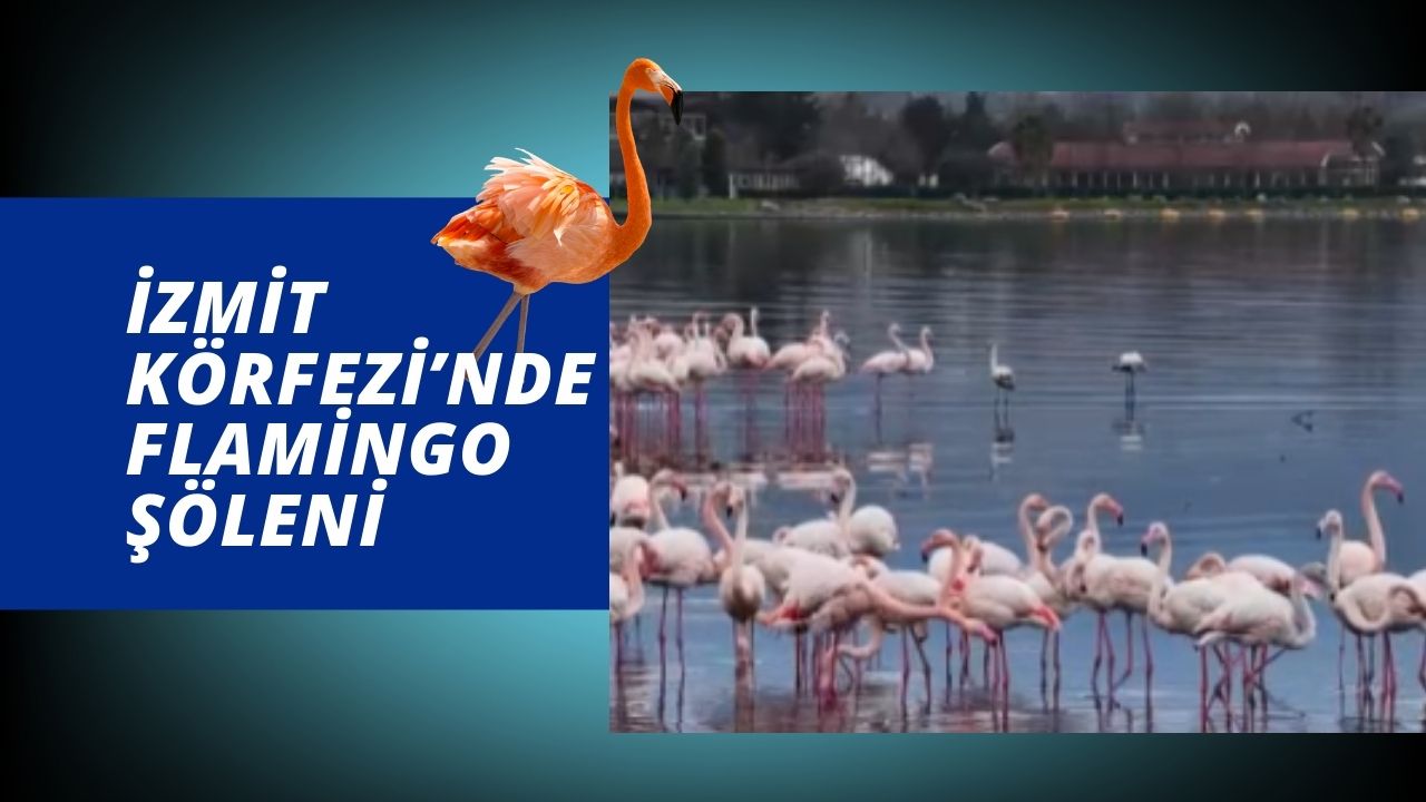 İzmit Körfezi’nde flamingo şöleni