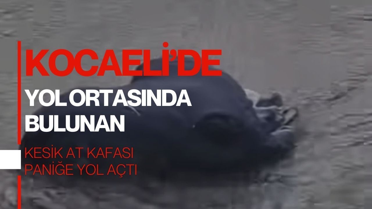 Körfez’de Yol Ortasında Bulunan Kesik At Kafası Panik Yarattı