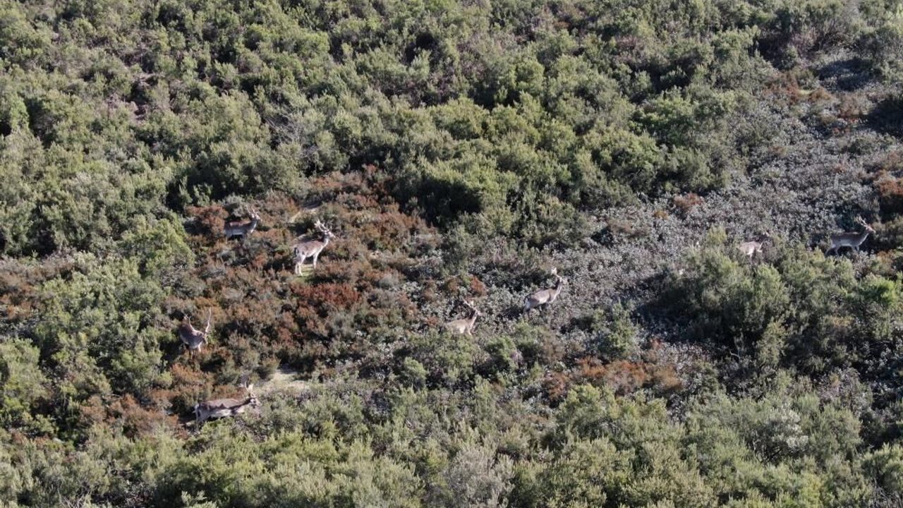 İstanbul’da Şaşırtan Görüntü: Tuzla Ormanlarında Geyik Sürüsü