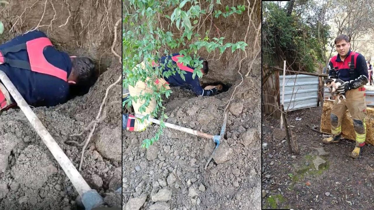 Hatay’da toprak kayması: Göçük altında kalan yavru köpekler kurtarıldı