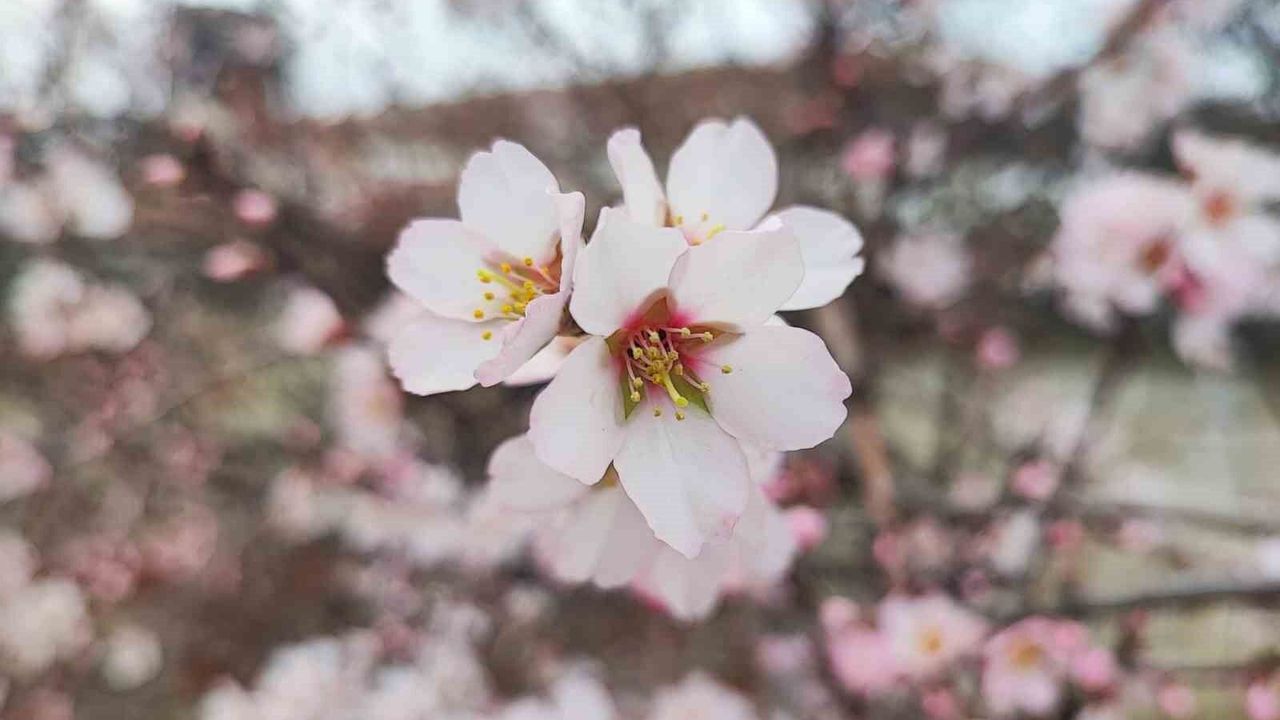 21 Mart Resmi Tatil mi? Nevruz Bayramı İçin Son Durum