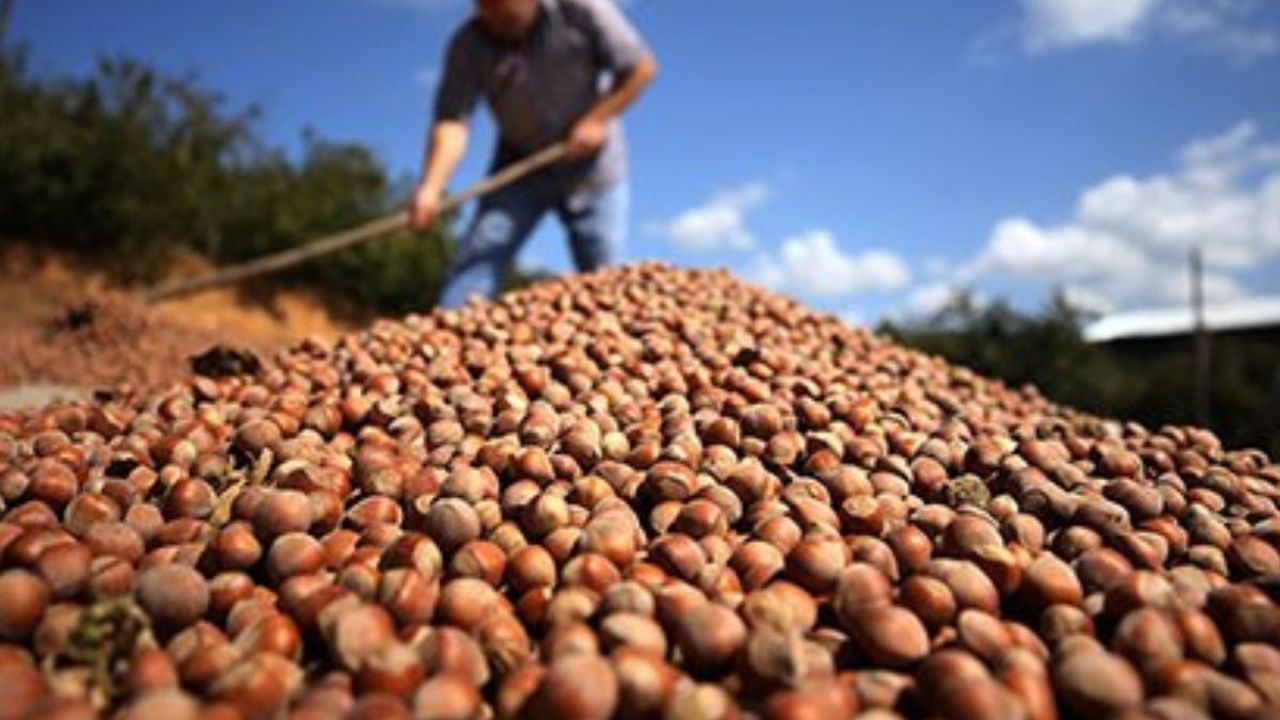 Fındık Üreticisine Büyük Şok: 30 Mart’ta Fiyatlar Tepetaklak Oldu