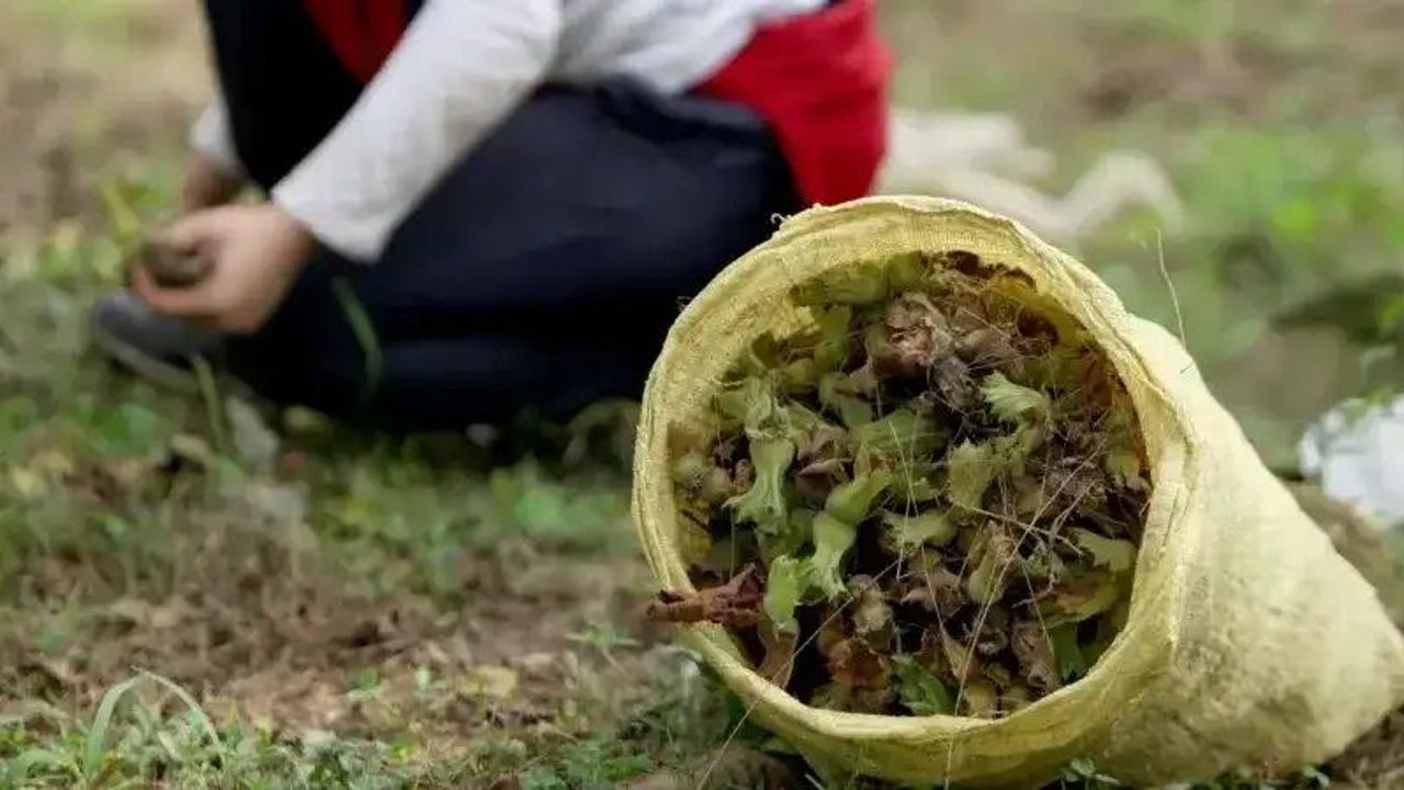 Fındıkta Mart Hareketliliği: Türkiye’nin Fındık Rekoltesi Ne Kadar Olacak?
