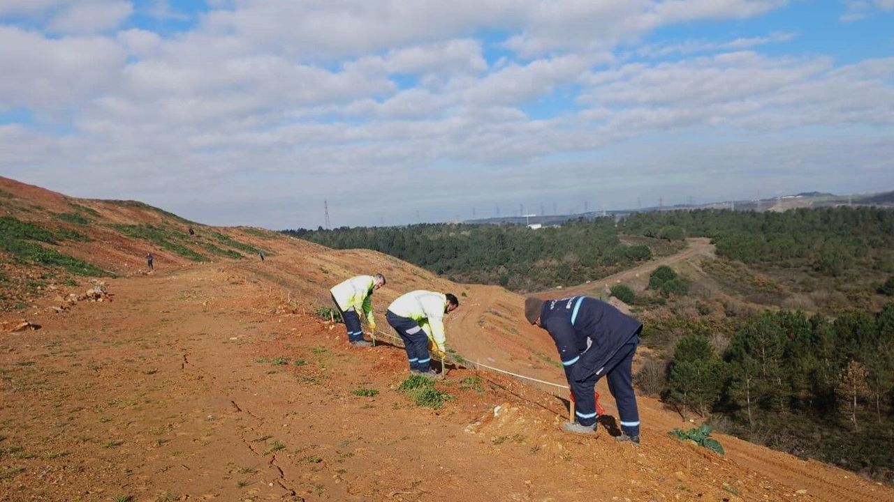Gebze’de 4 Bin 500 Sedir Ağacı Toprakla Buluştu