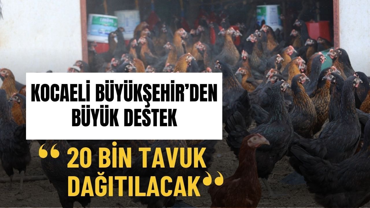 Kocaeli Büyükşehir’den çiftçilere destek: 20 bin tavuk ve kümes ekipmanı dağıtılıyor