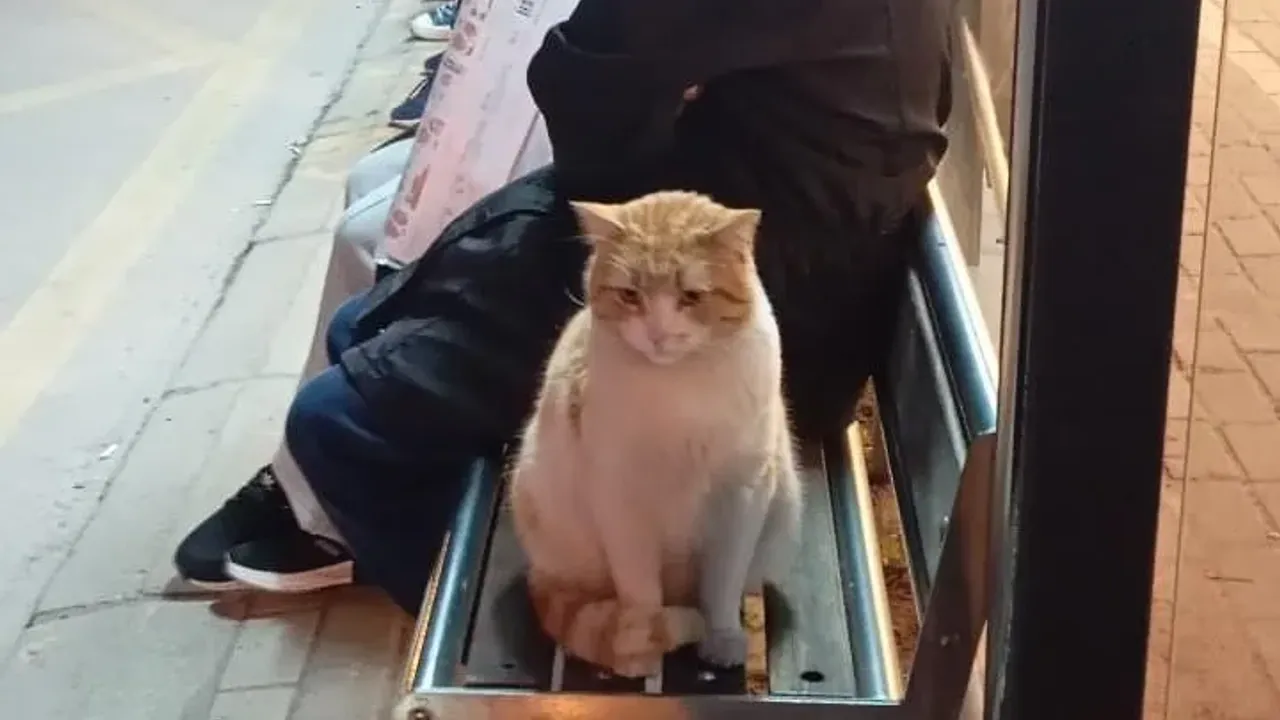 Köseköy’de Sadık Bekleyiş: "Sahibini Bekliyor Gibiydi"