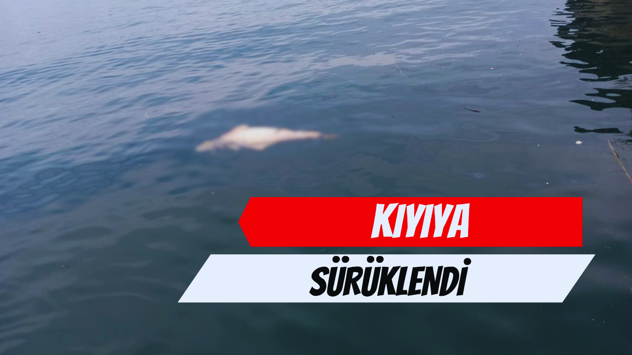 Ölü Yunus Kıyıya Sürüklendi