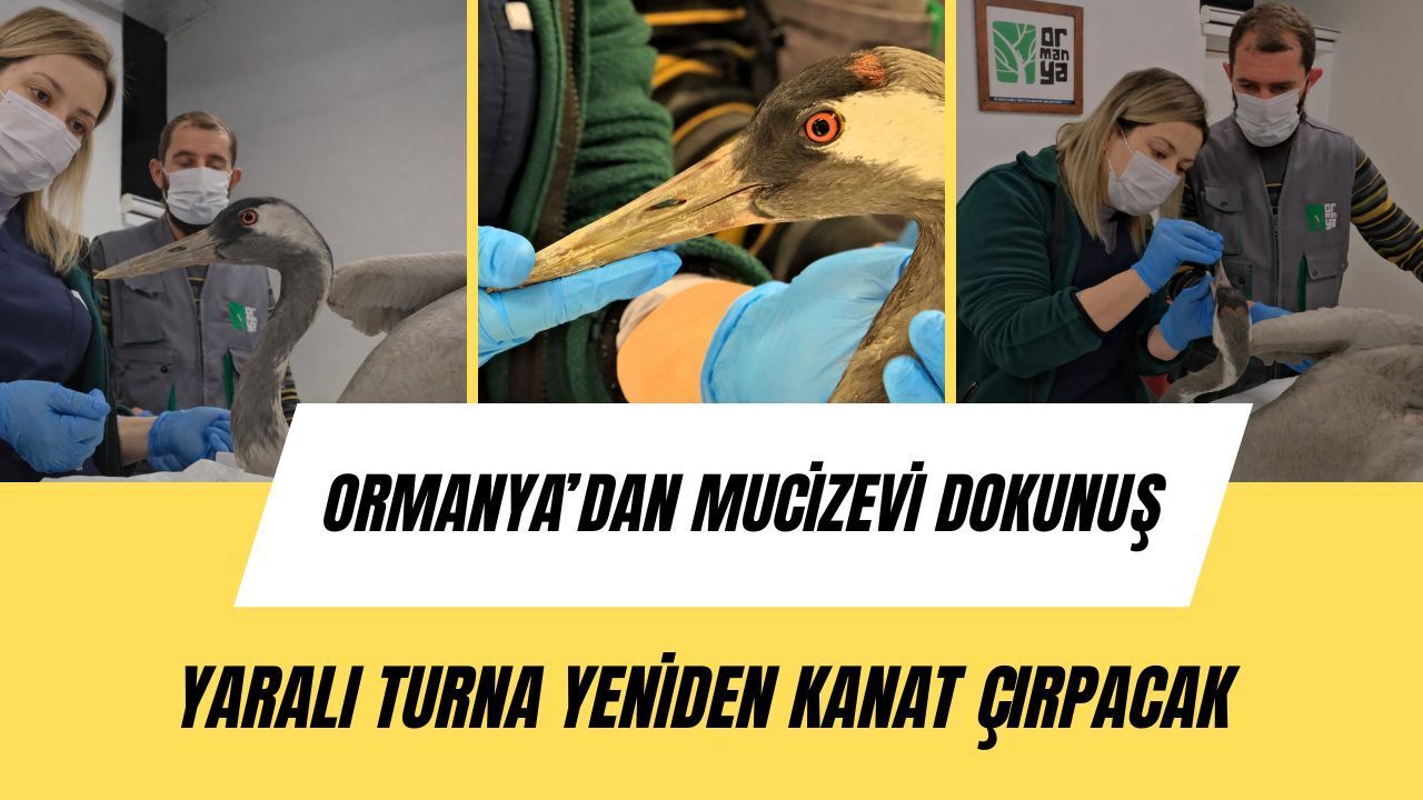 Ormanya’dan Mucizevi Dokunuş: Yaralı Turna Yeniden Kanat Çırpacak!