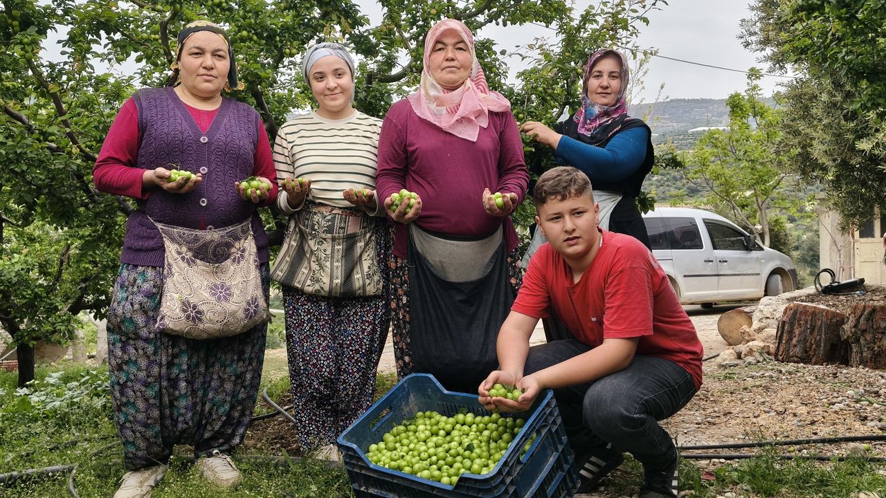 Açıkta Hasat Başladı: Kilosu 200-800 TL Arasında