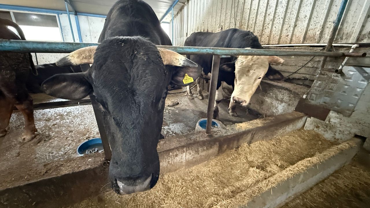 4 Yaşındalar: Gören Bir Daha Bakıyor