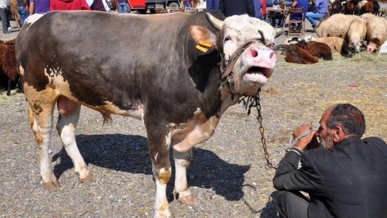 Kartal Kurban Pazarı kuruldu mu? Kurbanlık fiyatları öncesi yer arayanlar dikkat!