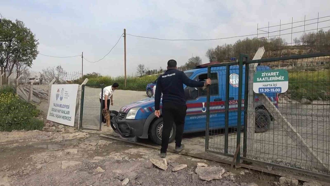 Yalova’da barınakta köpek ölümleri için soruşturma