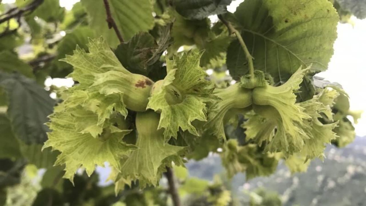 Karadeniz’de fındıkta şok düşüş: Üretici ve tüccar beklemeye geçti