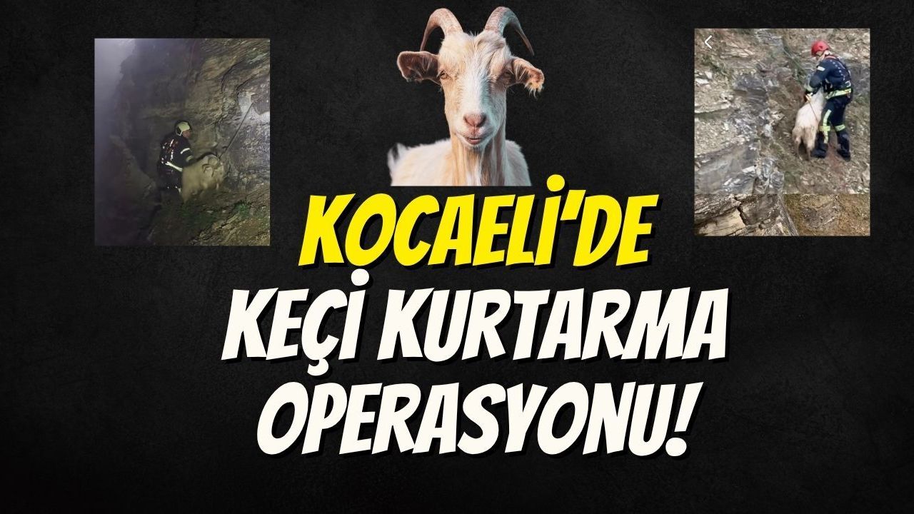 Kocaeli’de Keçi Kurtarma Operasyonu!